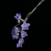 Podochilus falcatus Lindl.